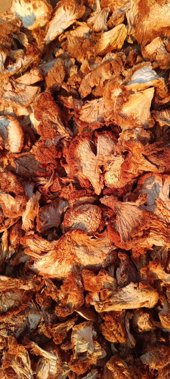 Sušena Lavlja Griva 50g – fotografija 2
