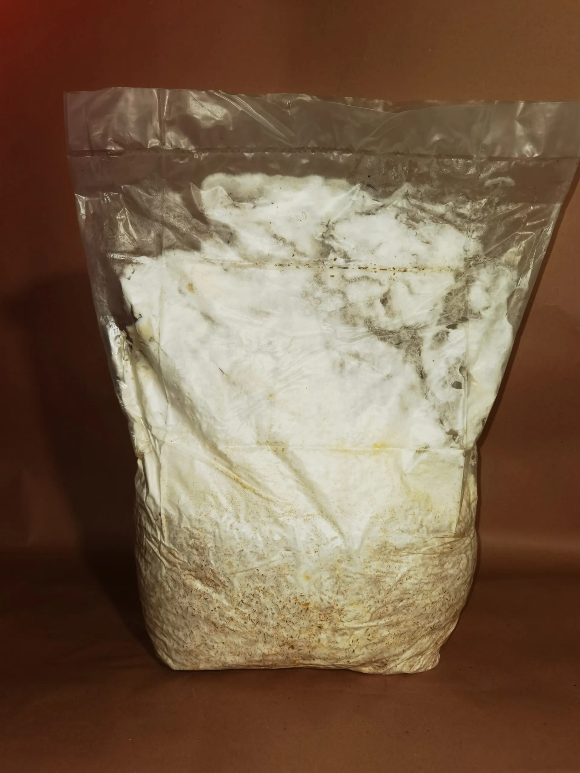 Micelij na zrnu 1,25kg