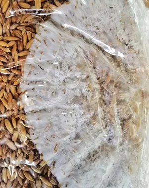 Micelij na zrnu 1,25kg – fotografija 2