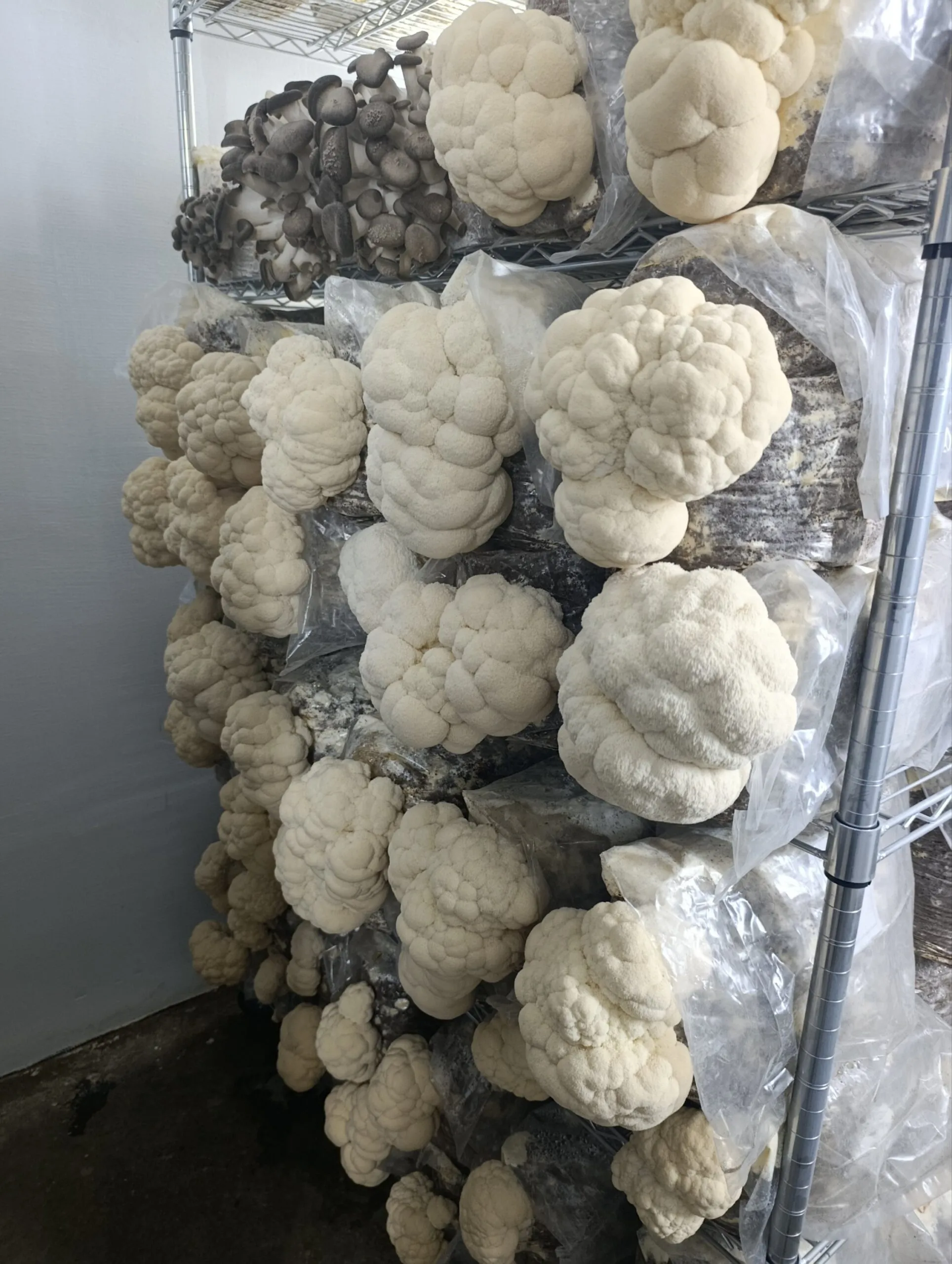 Grow Kit – Lavlja griva 4,5kg