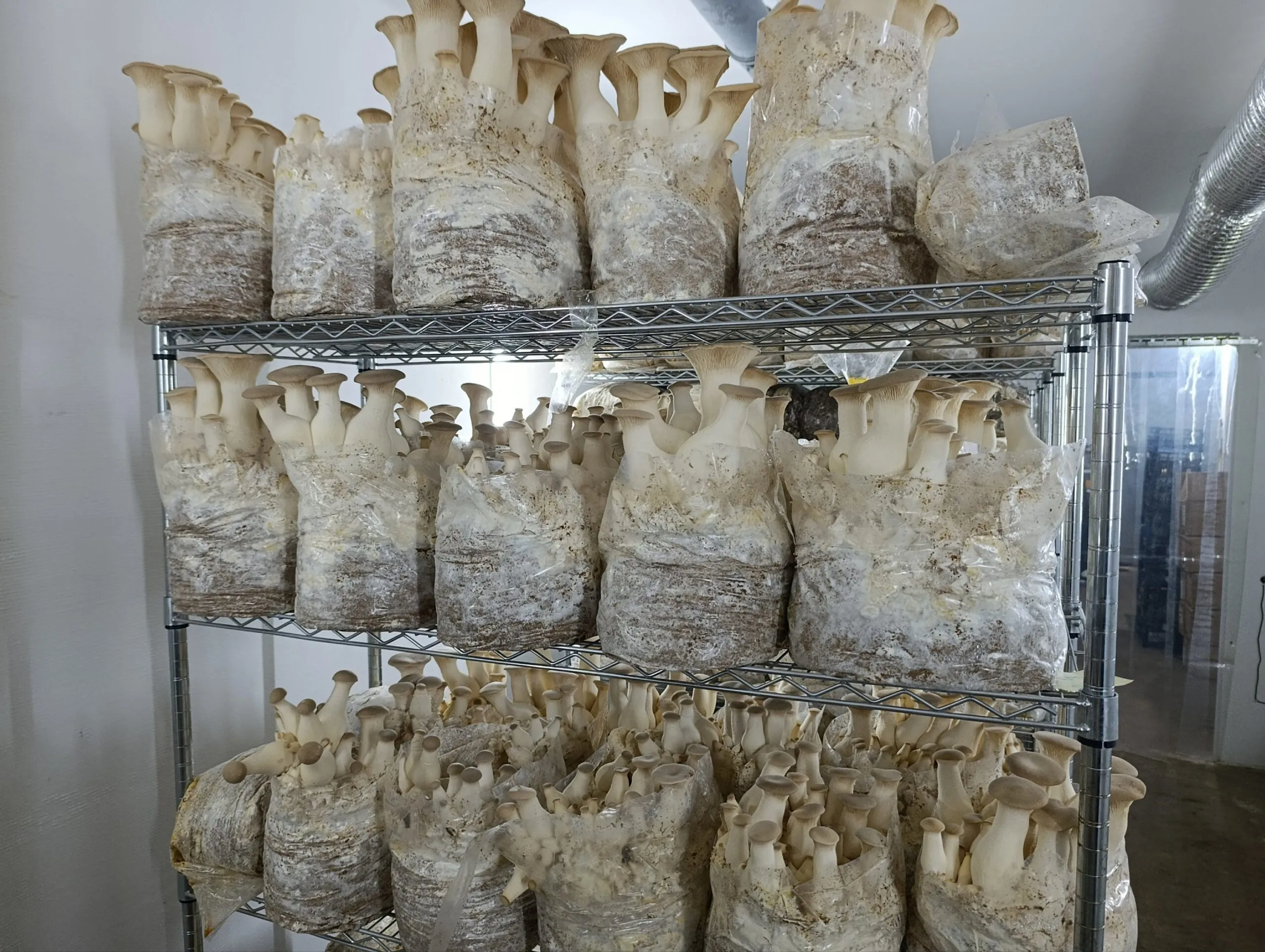 Grow Kit – Kraljevska Bukovača 4.5kg